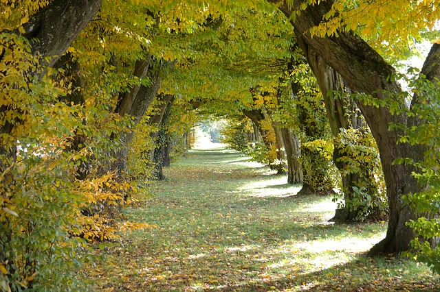 Hornbeam, le charme, est une fleur de Bach.