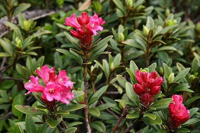 L'huile essentielle de rhododendron est extraite de la plante Rhododendron anthopogon.