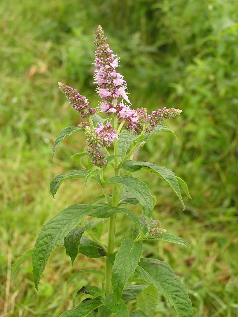 L'huile essentielle de menthe sylvestre est issue de la Mentha longifolia.