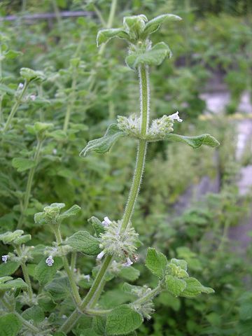 L'huile essentielle de muña est réalisée à partir de la plante Minthostachys mollis.