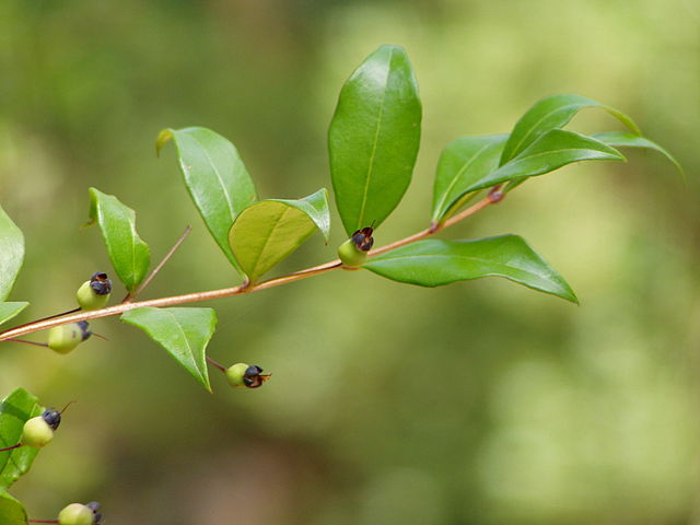 L'huile essentielle de Myrte est réalisée à partir de la plante Myrtus communis. 