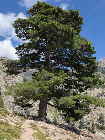 L'huile essentielle de Pin Laricio est issue de l'arbre du même nom.