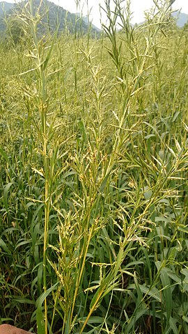 L'huile essentielle de palmarosa est réalisée à partir de la plante Cymbopogon martinii. 