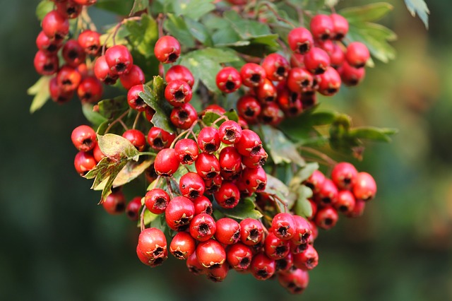 Fruits de l'Aubépine: cet arbrisseau est utilisé en phytothérapie.