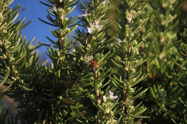 Branches de romarin : elles peuvent donner l'huile essentielle de romarin à camphre.