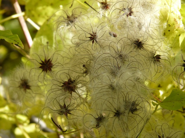 Clematis ou clématite sauvage est une fleur de Bach.