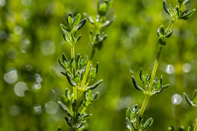 L'huile essentielle de Thym à cinéole est extraite de la plante Thymus hyemalis.