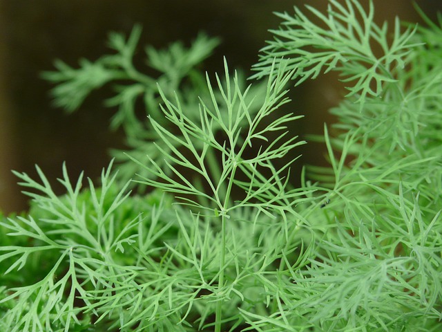 L'aneth est une plante qui dispose de nombreuses vertus.