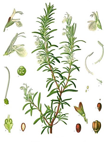 L'huile essentielle de romarin à cinéole est extraite de la plante Rosmarinus officinalis.