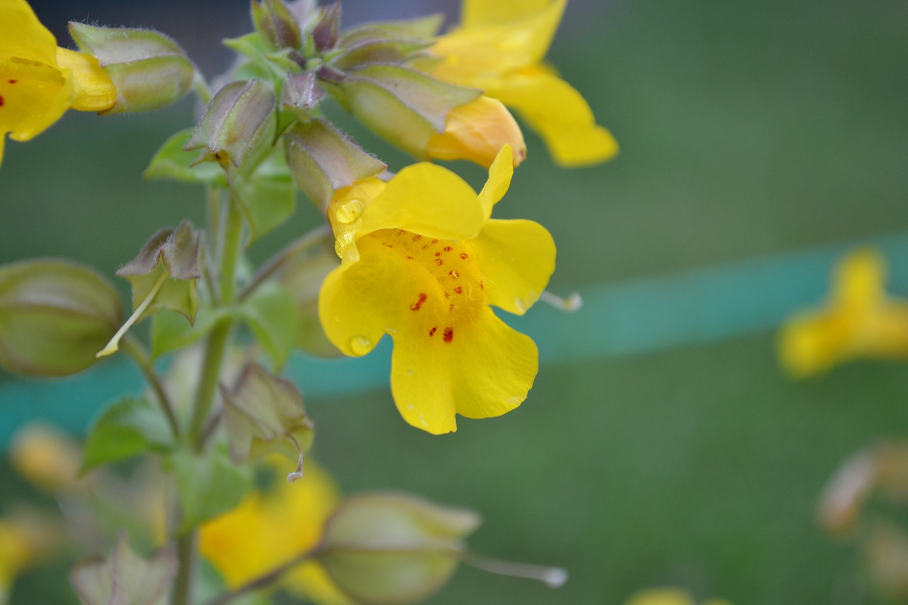 Mimulus, la Mimule, est une fleur de Bach.