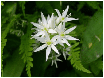 Ail des ours : bienfaits, utilisation de l'ail sauvage