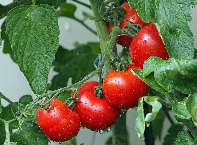 Plants de tomates : le lycopène, pigment rouge, est présent dans certains aliments et notamment les tomates.