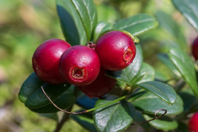 Airelles rouges: propriétés et bienfaits du bourgeon.