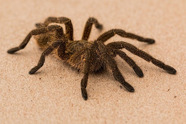 Araignée : la phobie des araignées ou arachnophobie peut être traitée avec l'hypnose. 