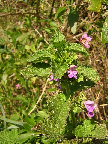 Fleurs de Ballote : plante qui dispose de nombreuses propriétés médicinales.