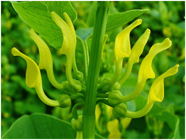 Fleurs d'Aristoloche : la plante est utilisée en phytothérapie.