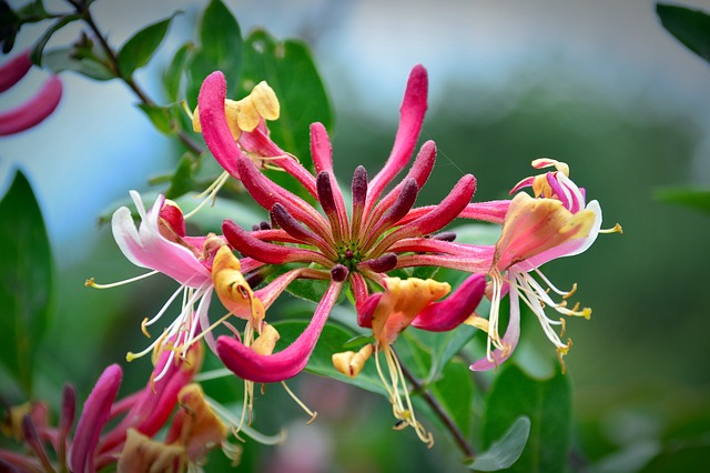 Honeysuckle, le chèvrefeuille, est une fleur de Bach.