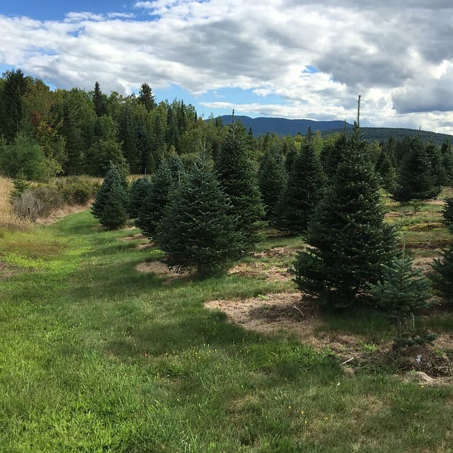 Sapins Baumier : l'huile essentielle de sapin baumier dispose de nombreuses vertus.