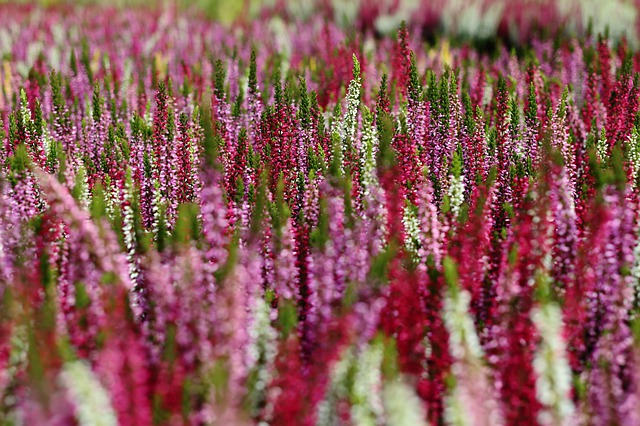 Bruyère : plante médicinale utilisée pour ses bienfaits et propriétés en phytothérapie.