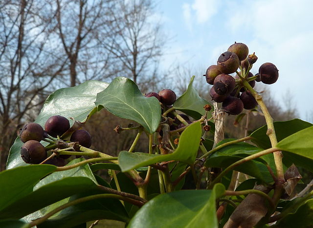 Lierre grimpant, utilisé en phytothérapie.