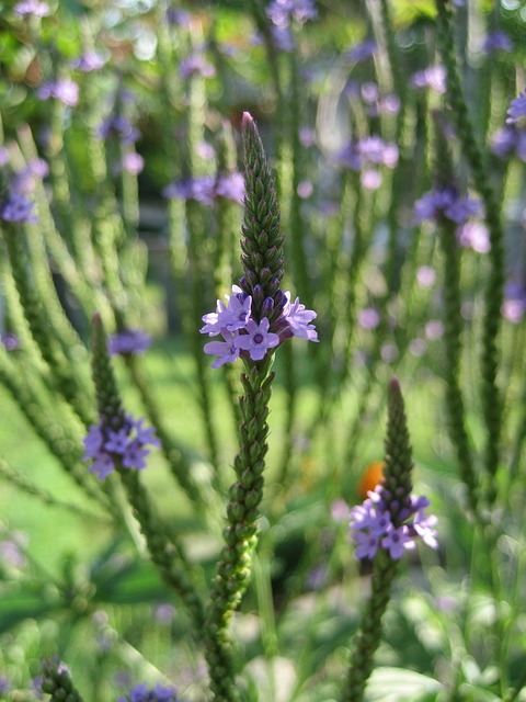 Vervain ou la verveine officinale est une fleur de Bach.