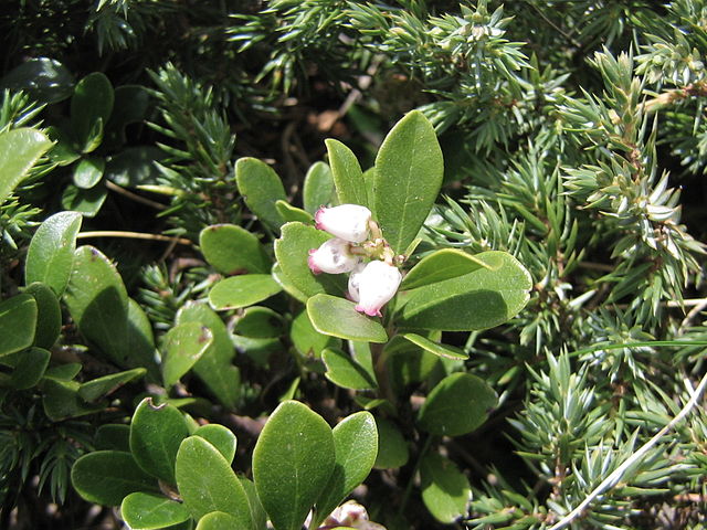 Busserole : arbuste, utilisé en phytothérapie, pour ses nombreux bienfaits.