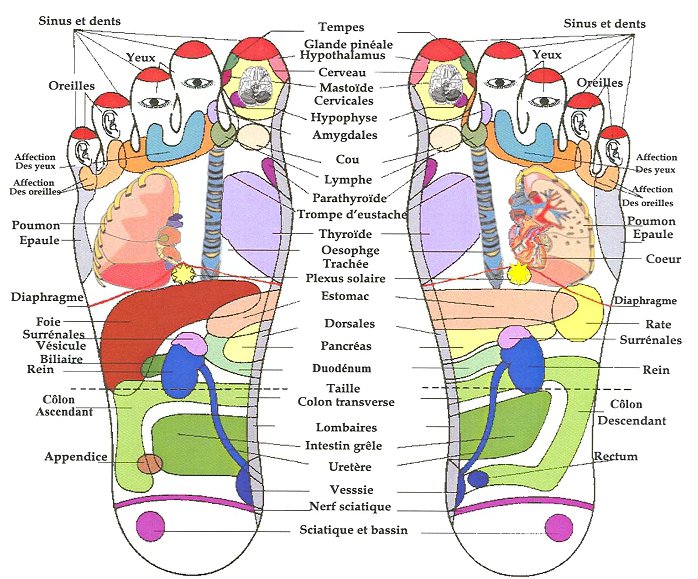 Carte des pieds, réflexologie plantaire: zones impliquées dans la gestion du stress.