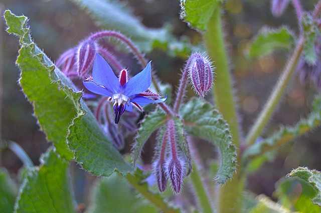 Bourrache : plante médicinale utilisée en phytothérapie.