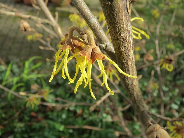 Utilisé en phytothérapie, l'hamamélis Virginiana dispose de nombreux bienfaits et propriétés.