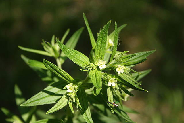 Grémil officinal (Lithospermum Officinale) : plante utilisée en phytothérapie.