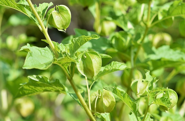 Ashwagandha ou withania somnifera: dangers et effets secondaires de cette plante.