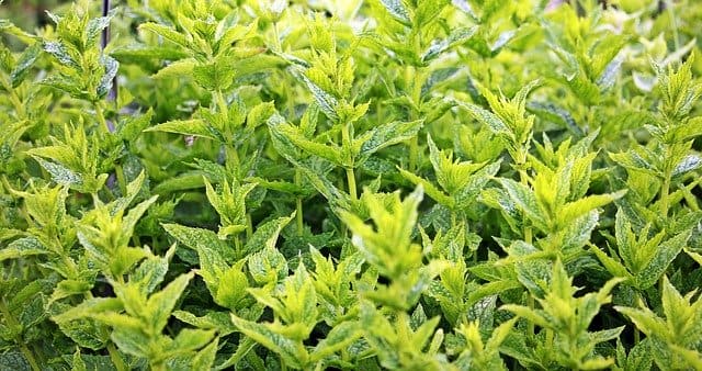 Menthe : plante aromatique qui présente de nombreux bienfaits et vertus.