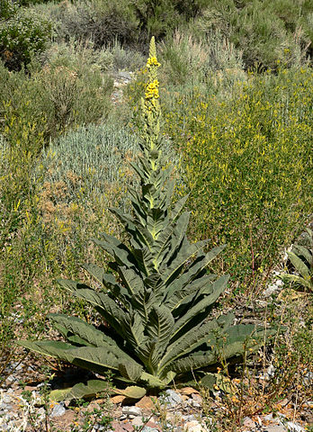 Le bouillon-blanc ou Verbascum thapsus est une plante médicinale utilisée en phytothérapie.