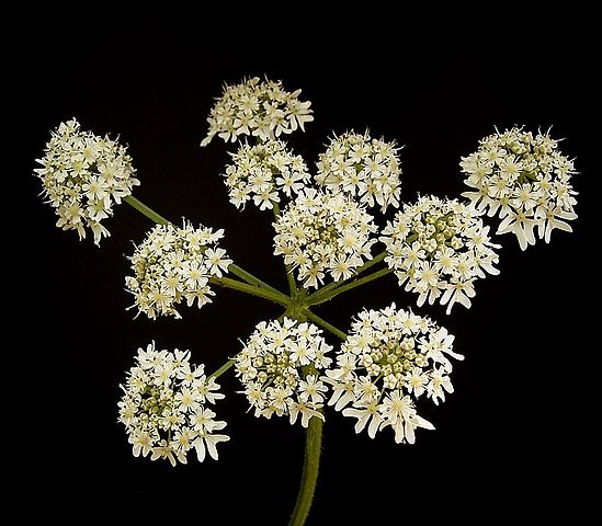 La Berce est une plante médicinale, utilisée en phytothérapie.