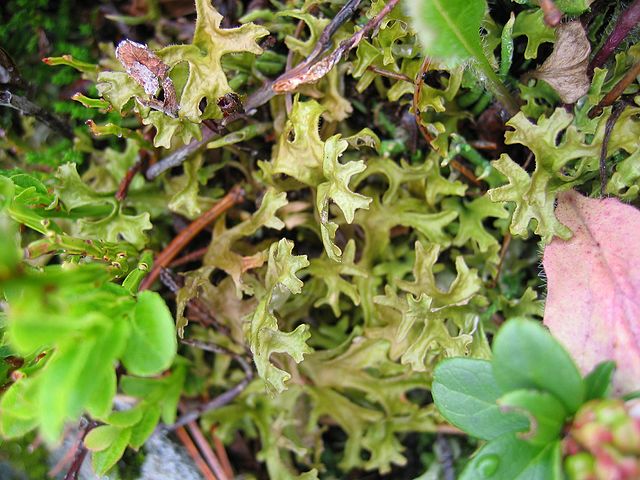 Le lichen d'Islande (Cetraria Islandica) présente de nombreuses propriétés médicinales.