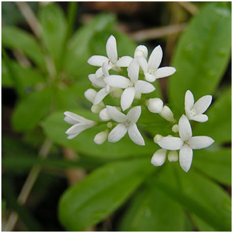 Aspérule : plante disposant de propriétés médicinales.