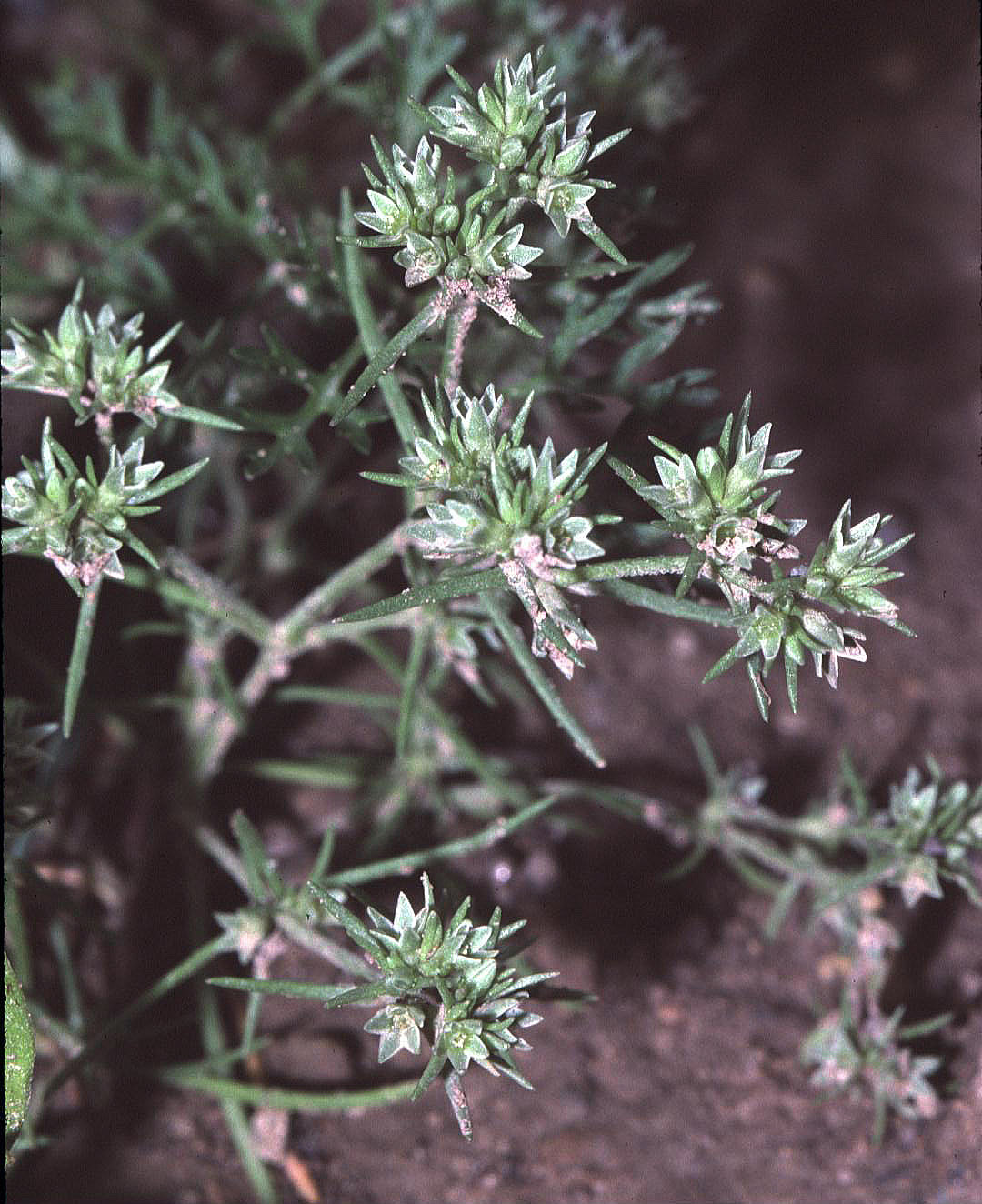 Scleranthus, la gnavelle, est une fleur de Bach.