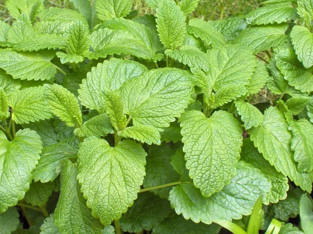 Feuilles de mélisse : plante qui offre de nombreux bienfaits et vertus pour la santé.