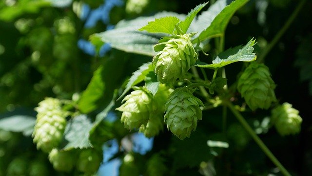 Houblon : plante médicinale utilisée en phytothérapie.