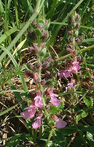 Germandrée petit-chêne: plante médicinale qui présente de nombreux bienfaits.