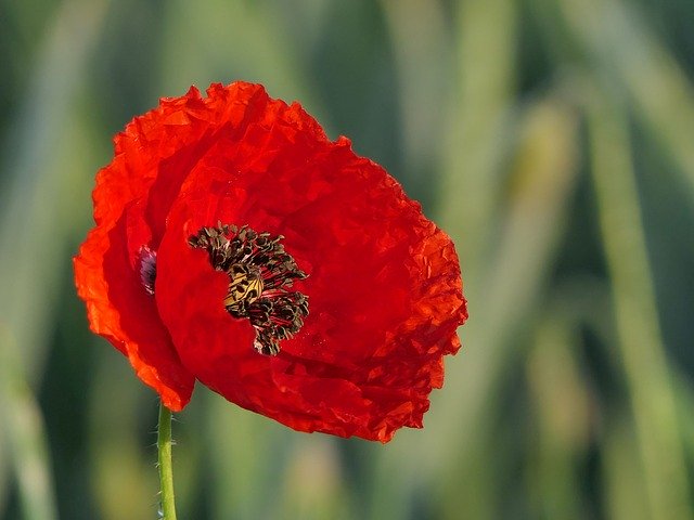 Coquelicot : plante qui présente de nombreuses propriétés médicinales.