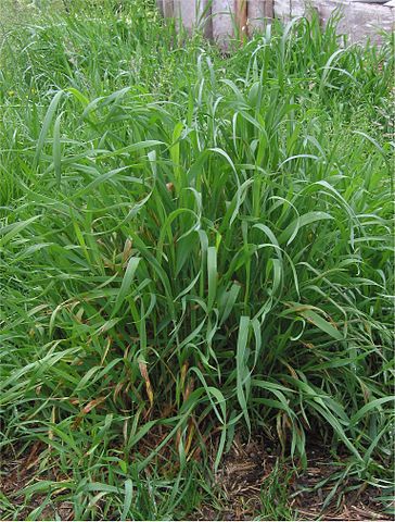 Chiendent : mauvaise herbe utilisée en phytothérapie.