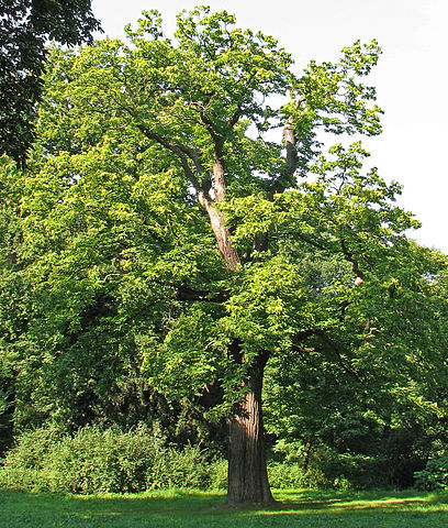 Sweet Chestnut (le Châtaignier) est une fleur de Bach.