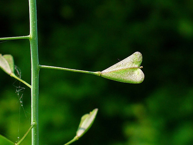 Bourse à Pasteur : plante médicinale efficace contre les règles abondantes et les fibromes.