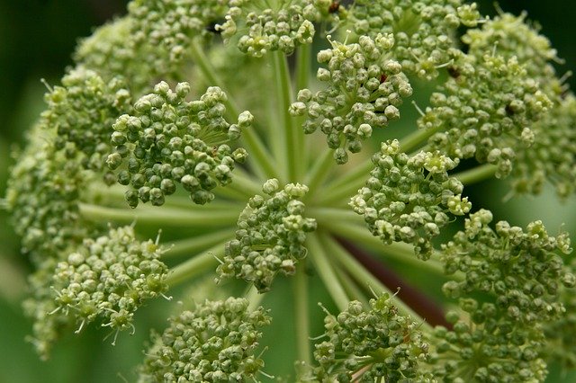 L'Angélique, un élixir floral contemporain, élaboré selon la méthode du Dr Bach.