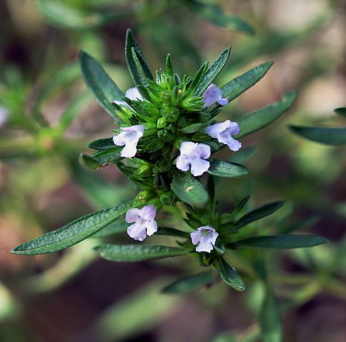 Sarriette (Satureja Hortensis): plante utilisée en phytothérapie pour ses nombreux bienfaits et vertus.