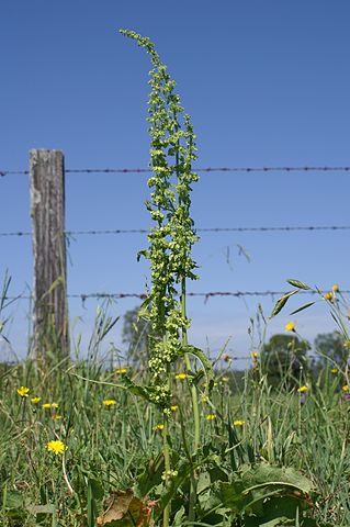 Oseille crépue (Rumex crispus): plante comestible et médicinale.