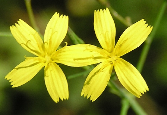 Mycelis muralis (Laitue des murailles): plante médicinale utilisée en phytothérapie.