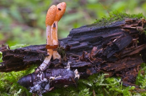 Cordyceps : bienfaits et danger de ce champignon rare sur la santé.