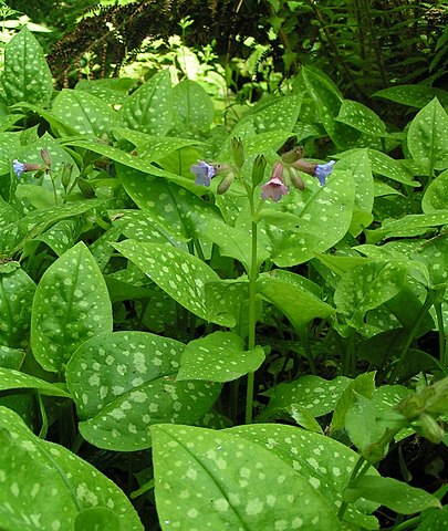 Pulmonaire officinale (Pulmonaria officinalis): plante qui offre des vertus médicinales intéressantes.